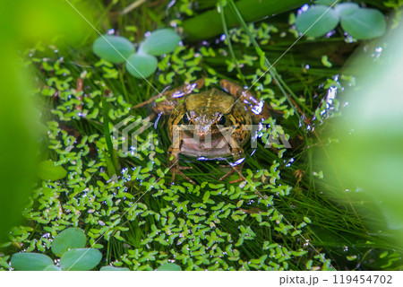 An olive frog (Nidirana adenopleura) with its vocal sac inflated, ready to call. 119454702