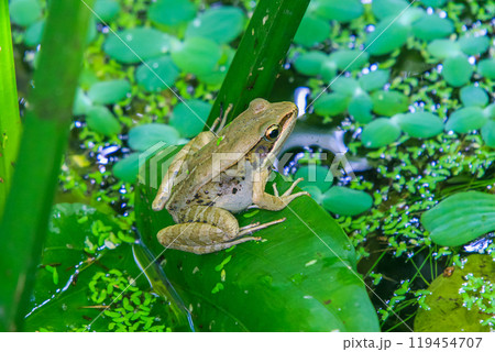 A Olive frog(Nidirana adenopleura) on a green leaf in a pond. A Olive frog(Nidirana adenopleura) on a green leaf in a pond. 119454707