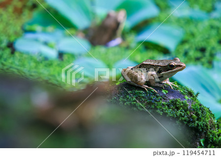 Three Olive Frogs in a Pond. Three Olive Frogs in a Pond. 119454711
