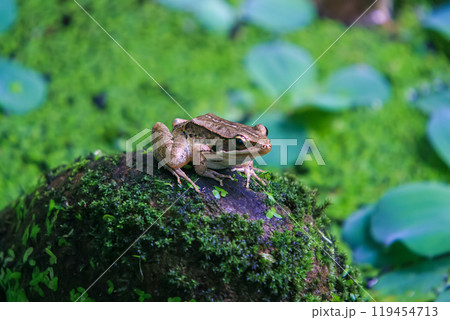 Olive Frog Perched on a Mossy Rock. Olive Frog Perched on a Mossy Rock. 119454713