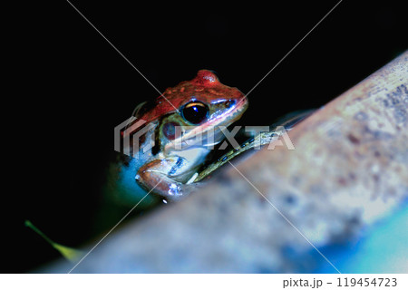 Close-up of an Olive Frog. 119454723