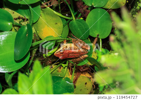 Latouchte's frog (Hylarana latouchii) camouflaged among aquatic plants. 119454727