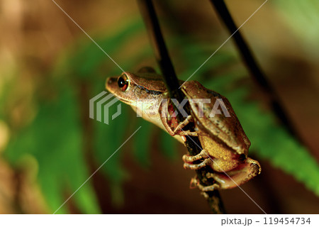 Brauer's Tree Frog Perched on a Twig, New Taipei City, Taiwan. Brauer's Tree Frog Perched on a Twig, New Taipei City, Taiwan. 119454734