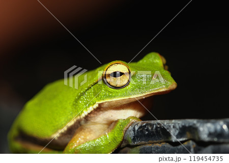 Emerald Tree Frog Close-up. Emerald Tree Frog Close-up. 119454735