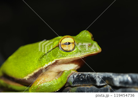 Emerald Tree Frog Close-up. 119454736