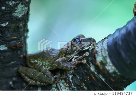 Close-up of a Brown Tree Frog on a Branch. 119454737