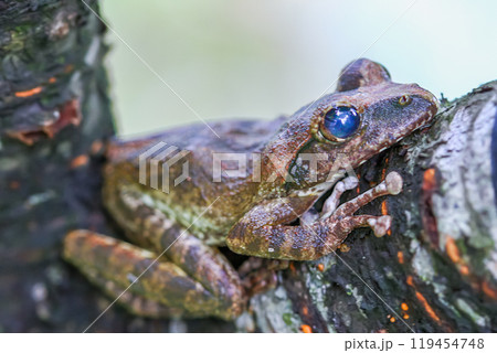 Close-up of a Brown Tree Frog on a Branch. Close-up of a Brown Tree Frog on a Branch. 119454748