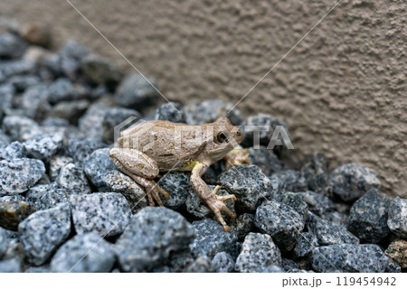 ニホンアマガエル 119454942