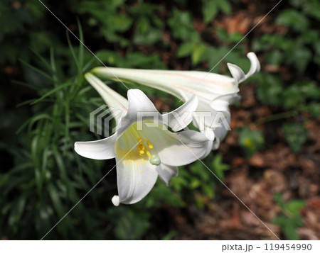 タカサゴユリ（白百合） 119454990