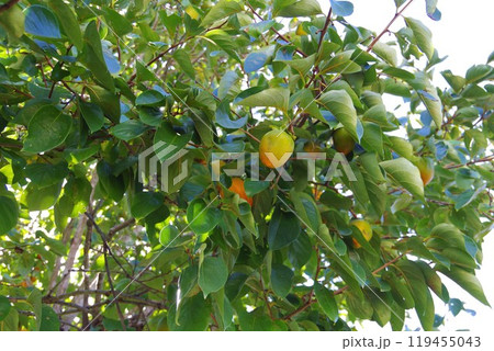 色づきはじめの柿 119455043