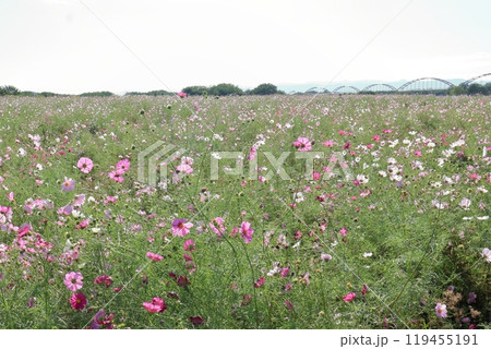 鴻巣市のコスモス畑に咲くたくさんのコスモス 鴻巣市のコスモス畑に咲くたくさんのコスモス 119455191