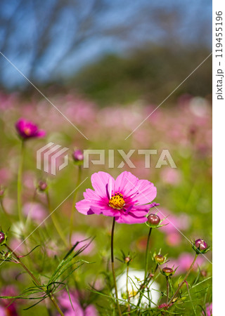 秋の晴天に映える秋桜のピンクの花 秋の晴天に映える秋桜のピンクの花 119455196