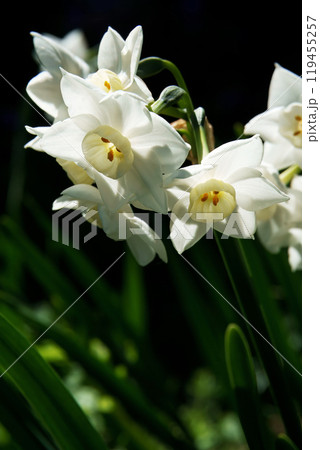 春3月黒いバックに満開の白い水仙の花 119455257