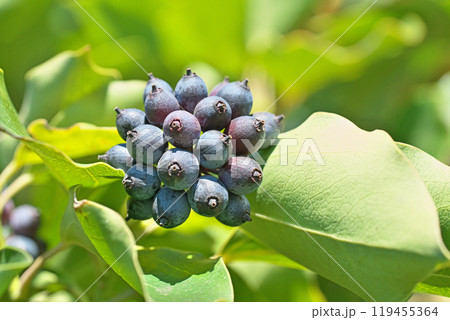 冬になり黒く色付いたカクレミノの実（冬、十二月） 119455364