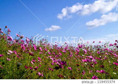 秋空の太陽に向かって咲くコスモスの花畑 119455374