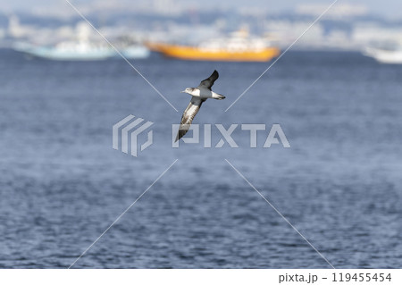 オオミズナギドリ オオミズナギドリ 119455454