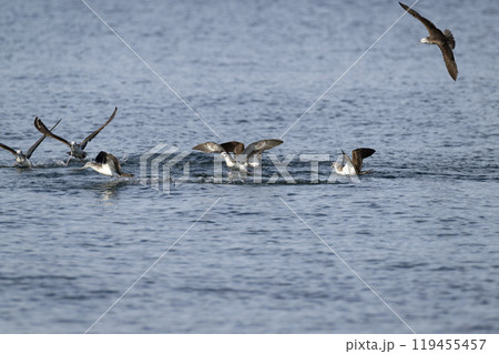 オオミズナギドリ 119455457