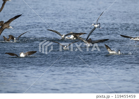 オオミズナギドリ 119455459