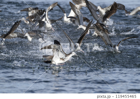 オオミズナギドリ 119455465