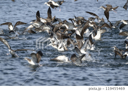 オオミズナギドリ 119455469