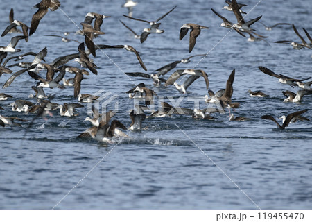 オオミズナギドリ 119455470