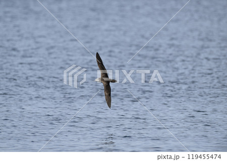 オオミズナギドリ 119455474