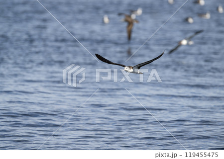 オオミズナギドリ オオミズナギドリ 119455475