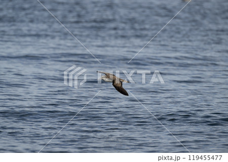 オオミズナギドリ 119455477
