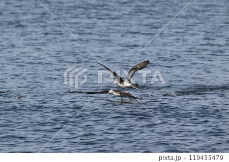 オオミズナギドリ オオミズナギドリ 119455479