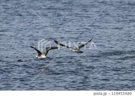オオミズナギドリ 119455480