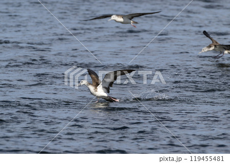 オオミズナギドリ 119455481