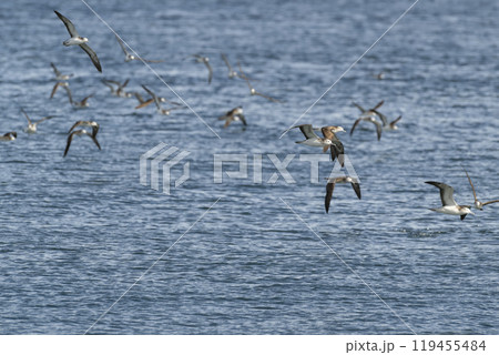 オオミズナギドリ 119455484