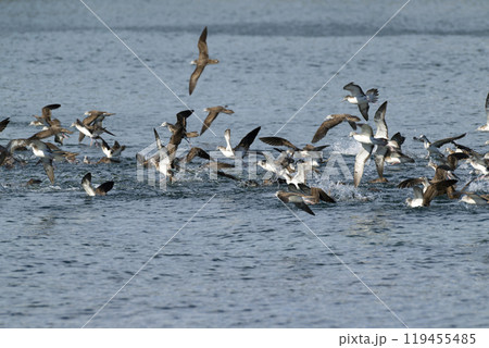 オオミズナギドリ 119455485