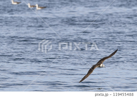 オオミズナギドリ 119455488