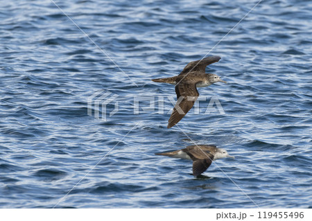 オオミズナギドリ 119455496