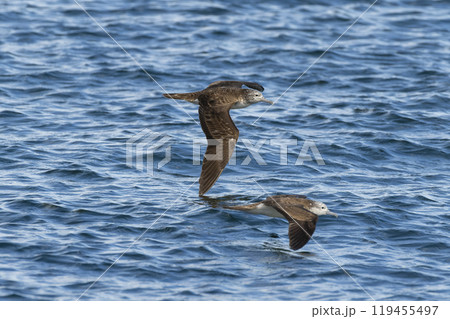 オオミズナギドリ 119455497
