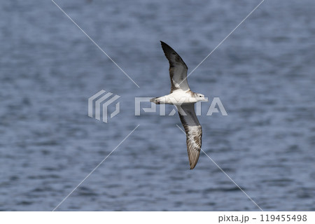 オオミズナギドリ 119455498