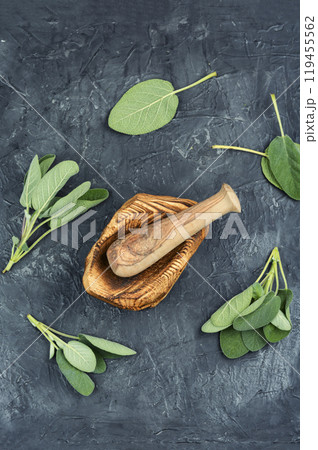 Herb sage leaf Herb sage leaf 119455562