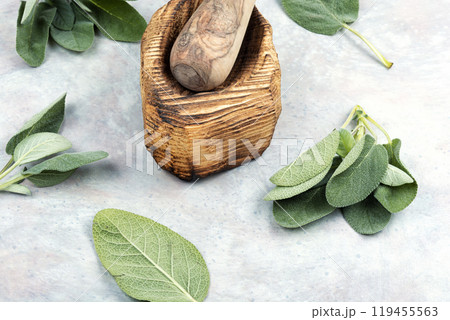 Fresh organic sage 119455563