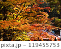 色ずく紅葉 119455753