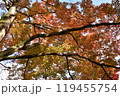 紅葉の木漏れ日 119455754