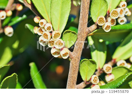 白いハマヒサガキの花(冬、十二月) 白いハマヒサガキの花(冬、十二月) 119455870