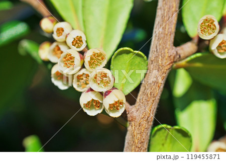 白いハマヒサガキの花(冬、十二月) 白いハマヒサガキの花(冬、十二月) 119455871