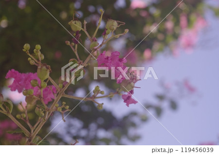 百日紅の花 百日紅の花 119456039