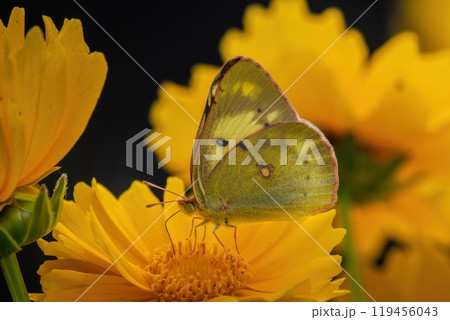 オオキンケイギクの花の蜜を吸うモンキチョウ 119456043