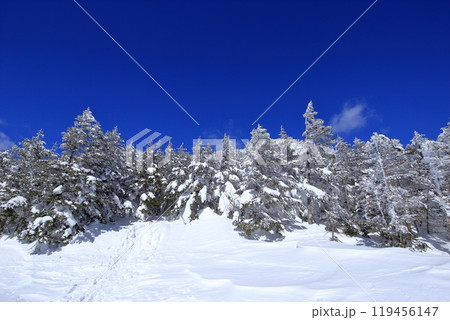 厳冬期の北横岳の風景 ( 八丁平 ) 119456147