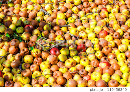 Diseases at garden are infected, apples that fall from trees decay at ground in garden. Diseases at garden are infected, apples that fall from trees decay at ground in garden. 119456240