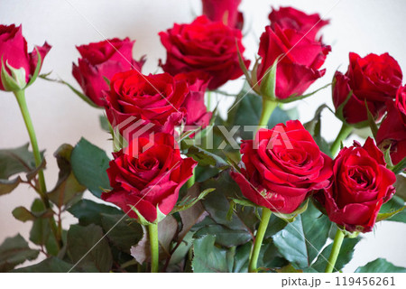赤い薔薇 119456261