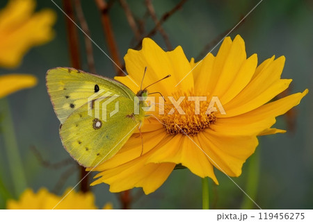 オオキンケイギクの花の蜜を吸うモンキチョウ 119456275