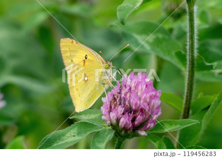 薄いピンクのムラサキツメクサの蜜を吸うモンキチョウ 119456283